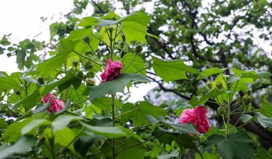 木芙蓉什么时候开花，观赏木芙蓉花期简介