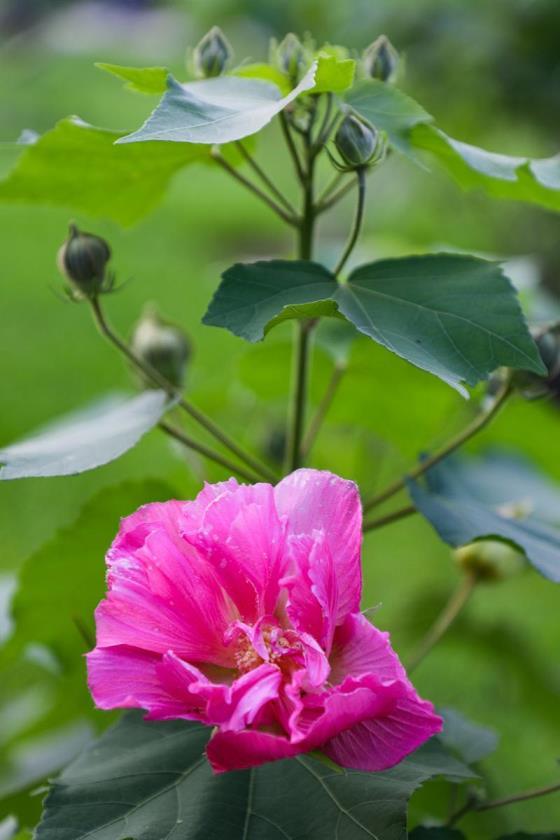 木芙蓉什么时候开花，观赏木芙蓉花期简介