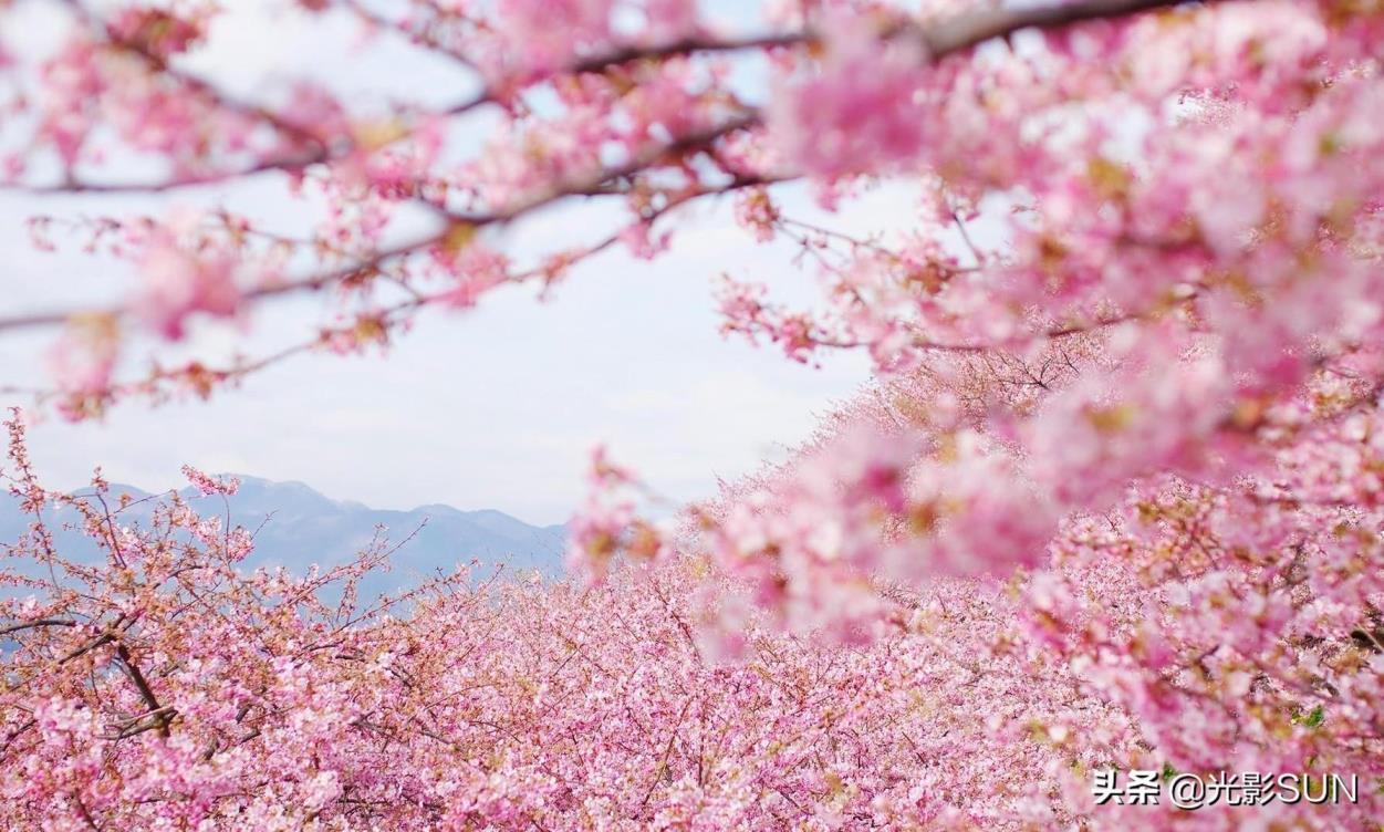 樱花的花语是什么，樱花的寓意及象征意义