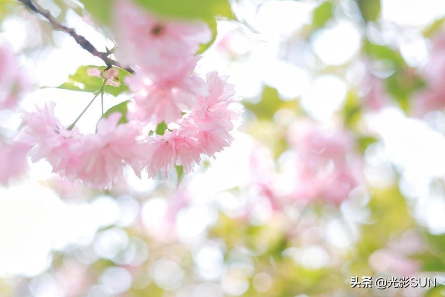 樱花的花语是什么，樱花的寓意及象征意义