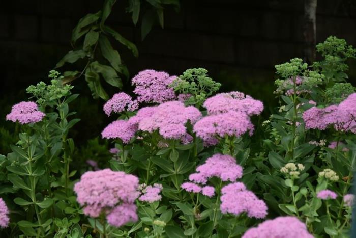 常绿宿根花卉有哪些，盘点六种好看的宿根花卉