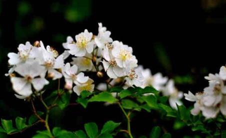 荼靡象征着什么意思，荼靡花花语和传说