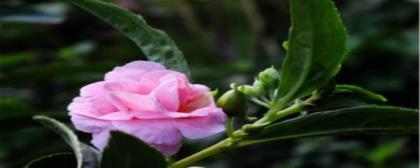 凤仙花如何种植，凤仙花种植方法和时间