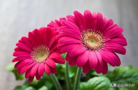 菊花的花语是什么，简述菊花的象征与寓意