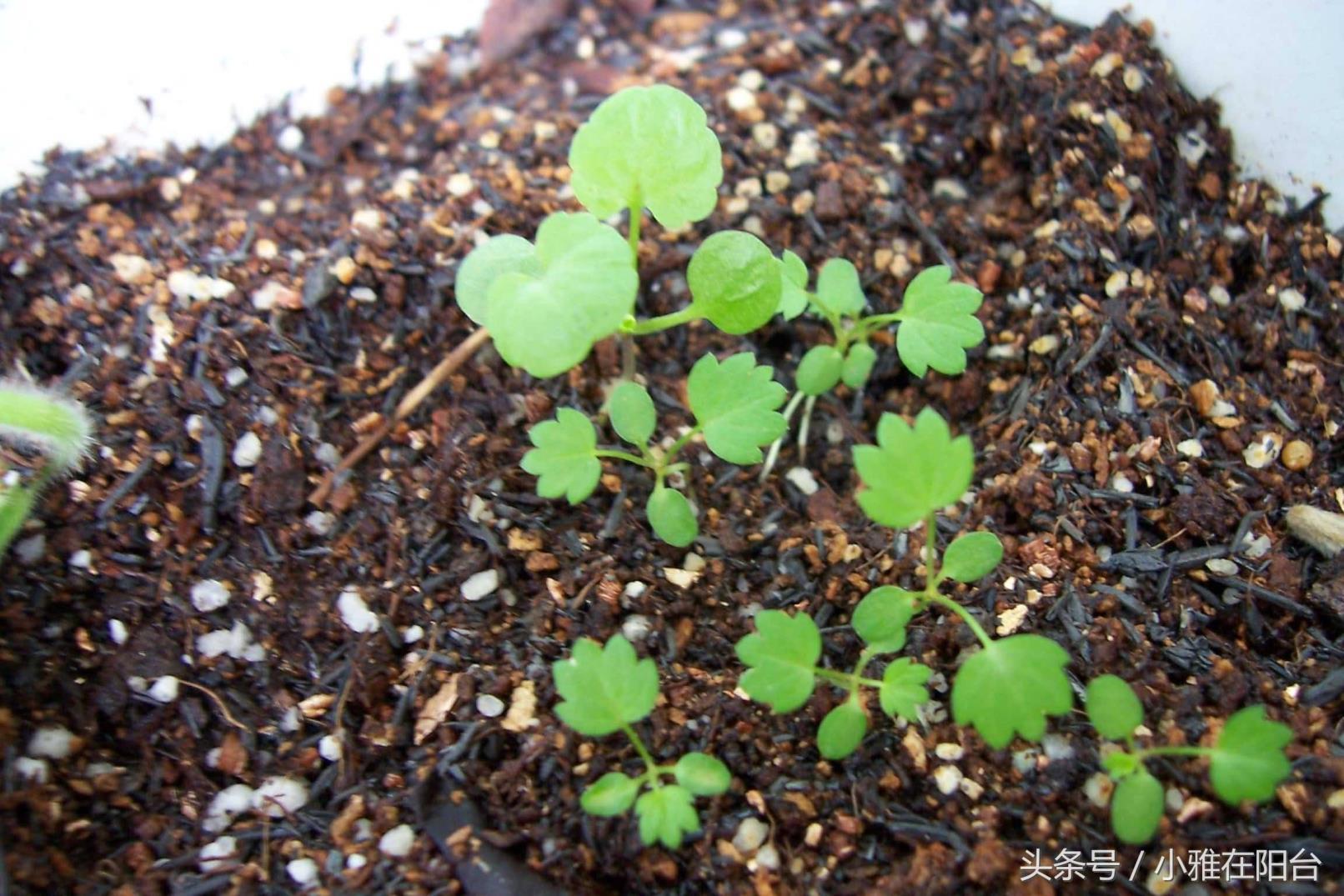 怎么种植草莓，家庭种植草莓的方法