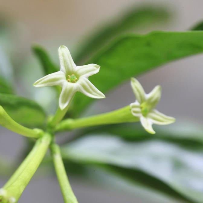 夜来香什么时候开花，观赏夜来香花期简介