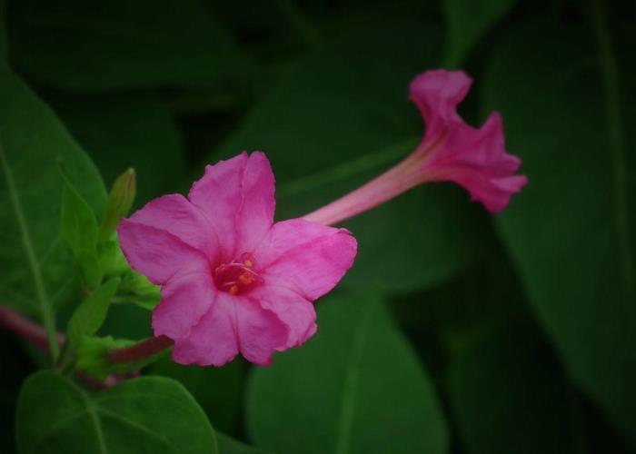 夜来香什么时候开花，观赏夜来香花期简介