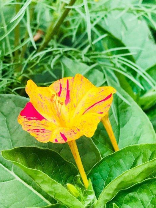 夜来香什么时候开花，观赏夜来香花期简介