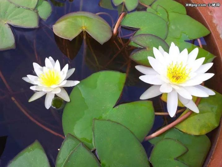 睡莲花怎么养，家庭睡莲的种植方法