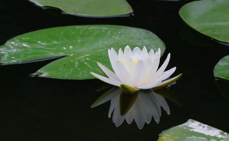 睡莲花怎么养，家庭睡莲的种植方法