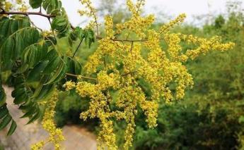 秋天适合种什么花，秋天常见的花介绍