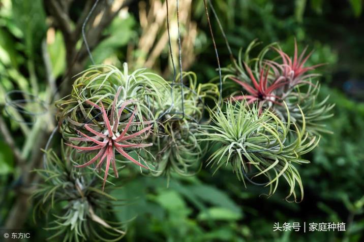 空气凤梨的花语是什么，浅谈空气凤梨开花寓意