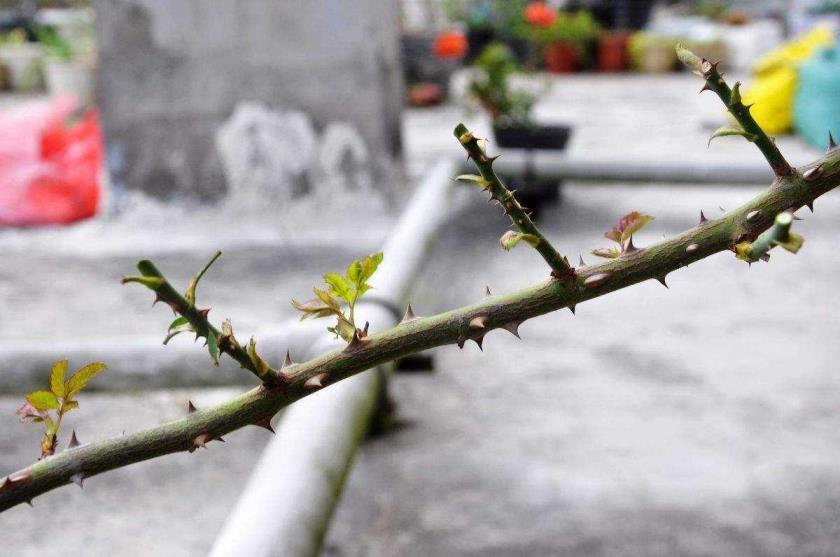 地栽月季如何剪枝，地栽月季修剪时间和方法