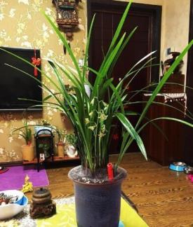 兰花什么时候养最好，兰花种植时间及方法