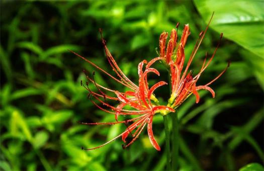 石蒜花的寓意是什么，石蒜花花语和象征