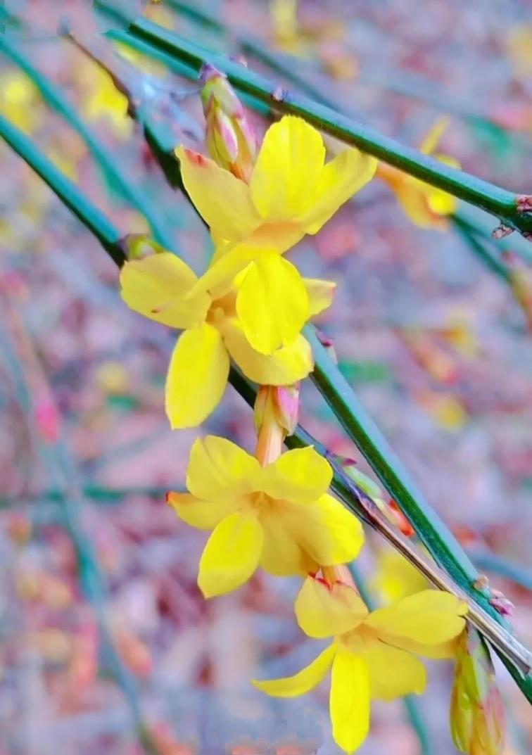 迎春花象征着什么意义，迎春花花语和寓意