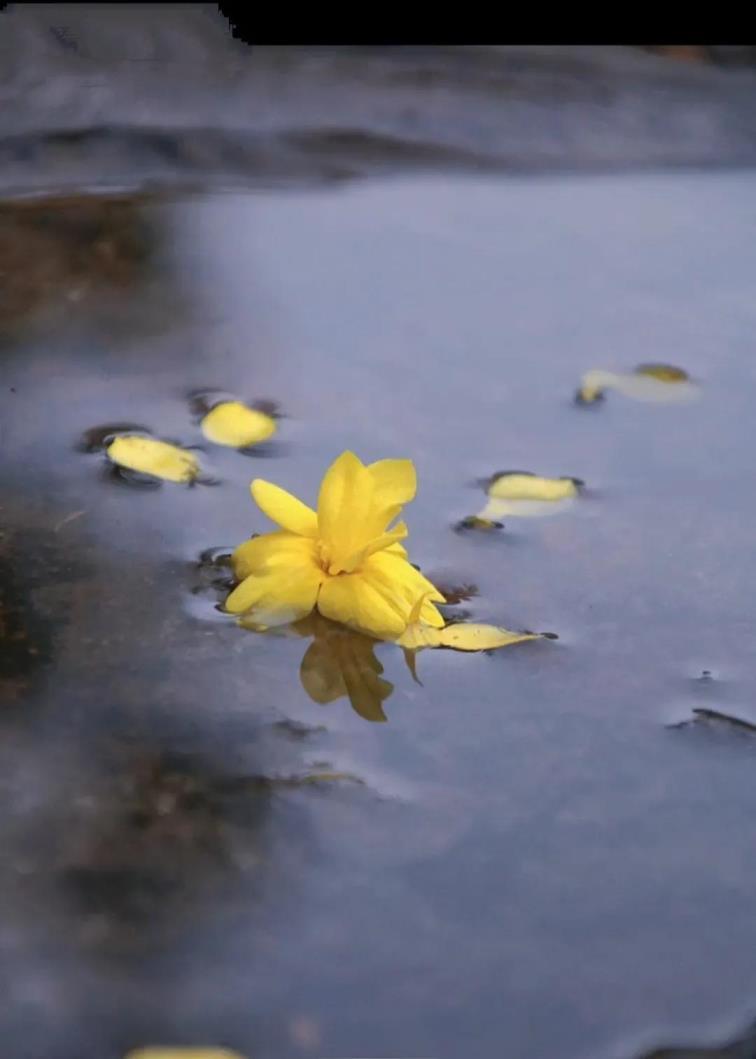 迎春花象征着什么意义，迎春花花语和寓意