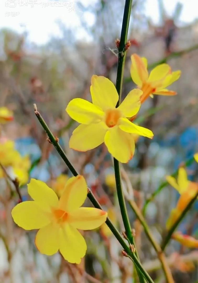 迎春花象征着什么意义，迎春花花语和寓意