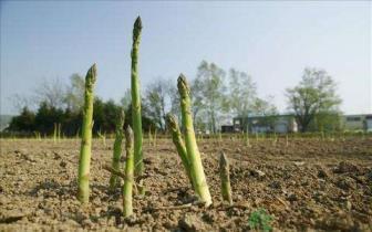 芦笋种子什么时候播种，芦笋种植时间和方法