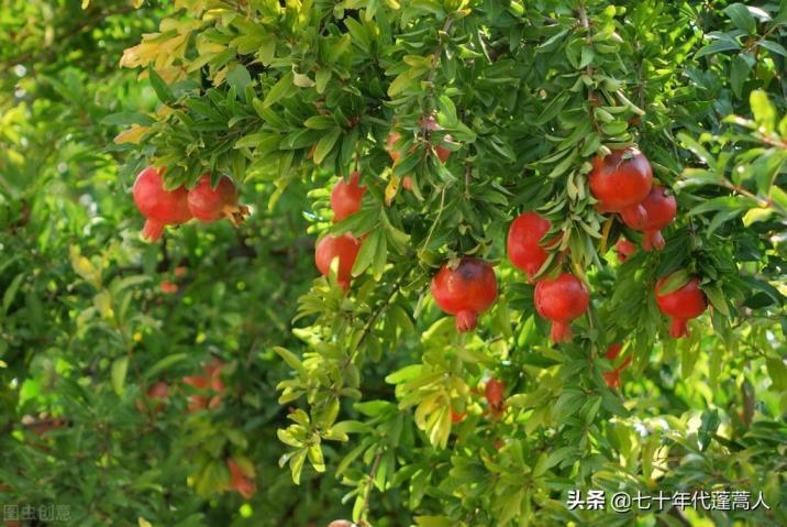 石榴花在几月开放，观赏石榴花花期简介