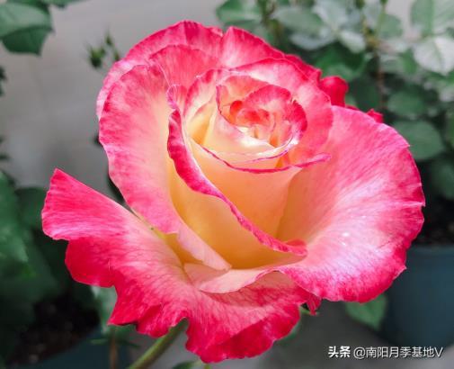 月季花什么品种最好，月季花必入品种排名