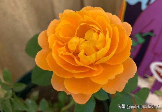 月季花什么品种最好，月季花必入品种排名