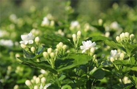 茉莉花如何养，茉莉花养护与管理方法