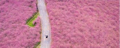 粉黛乱子草如何种植，粉黛乱子草栽培技术