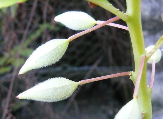 凤仙花的花语是什么，凤仙花的寓意和象征