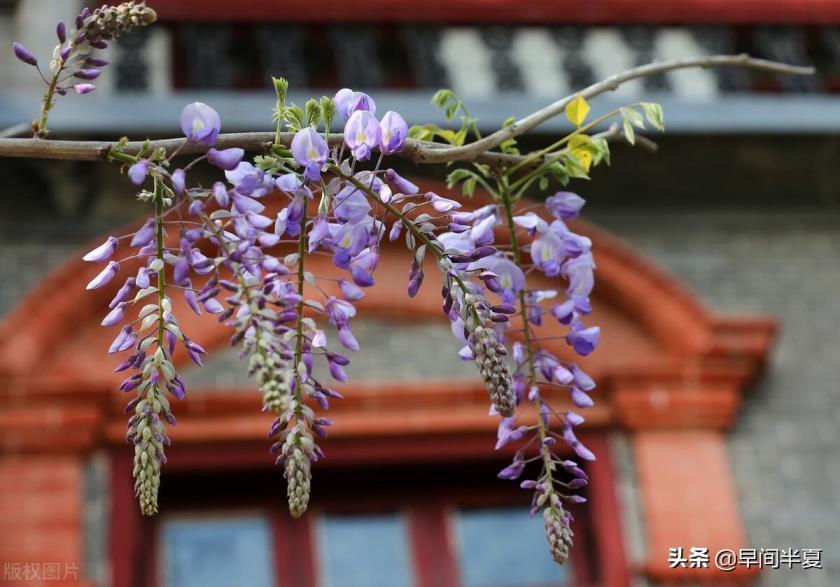 藤本花卉有哪些品种，十大爬藤植物排名