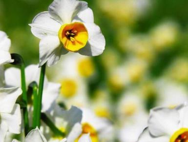 水仙花在什么时候开放，观赏水仙花花期简介