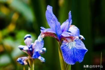 蓝鸢尾花语是什么意思，鸢尾花的寓意和象征