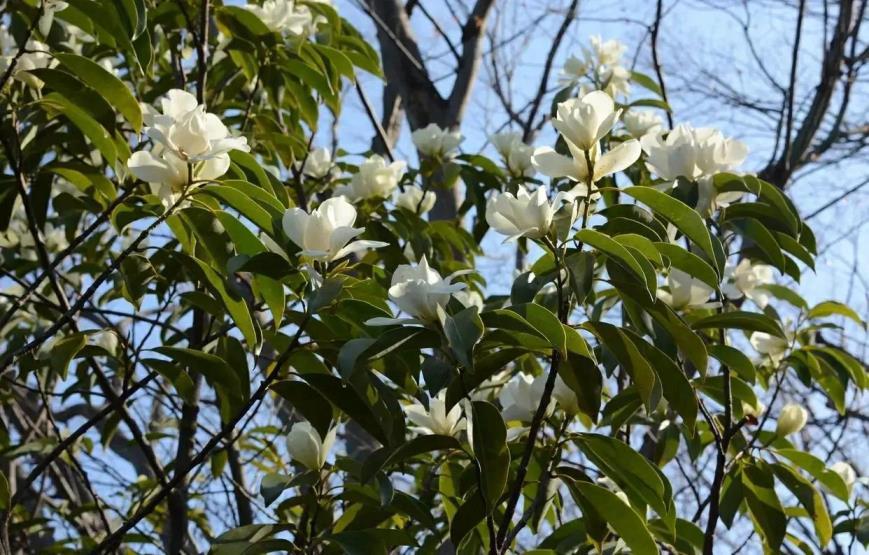 玉兰花什么季节开，观赏玉兰花期简介