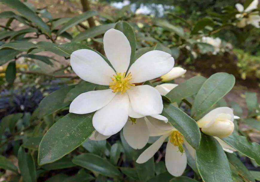 玉兰花什么季节开，观赏玉兰花期简介