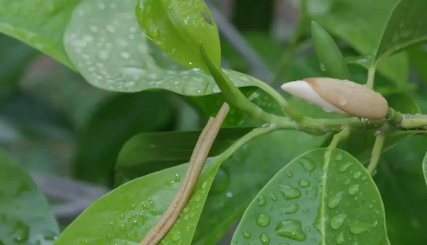 玉兰花什么季节开，观赏玉兰花期简介