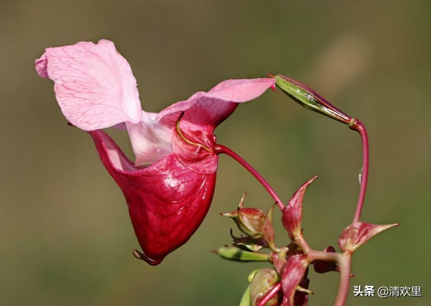 四季凤仙花怎么养殖，凤仙花的种植及养护