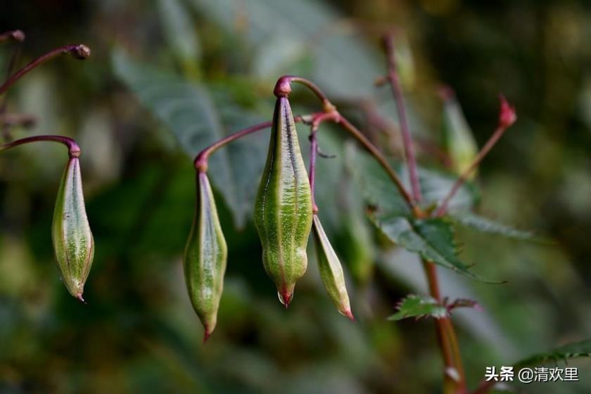 四季凤仙花怎么养殖，凤仙花的种植及养护