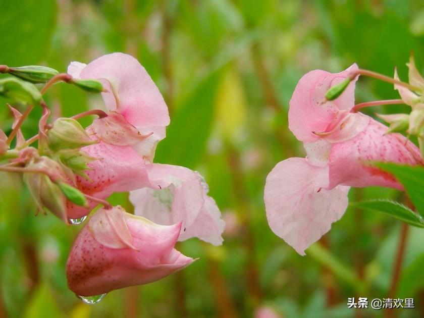 四季凤仙花怎么养殖，凤仙花的种植及养护