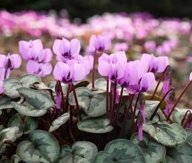 仙客来如何种植，仙客来的种植与栽培