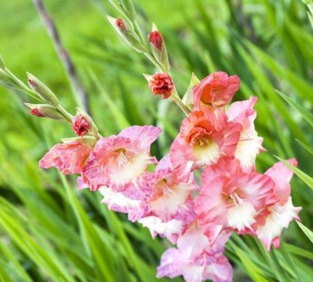 夏天都开哪些花开，夏季最常见的花介绍