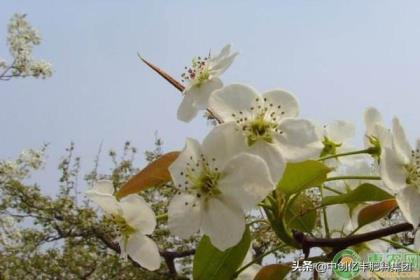 梨花是什么季节开的，描述梨花的花语及寓意