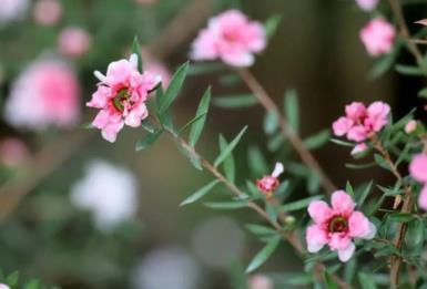 6月28日花语：矢车菊，生日花语人格