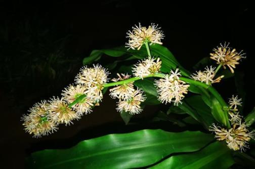 巴西木多久开花有毒，巴西木的养殖方法和注意事项
