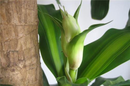 巴西木多久开花有毒，巴西木的养殖方法和注意事项
