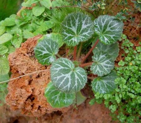 4月12日花语：虎耳草，生日花语持续