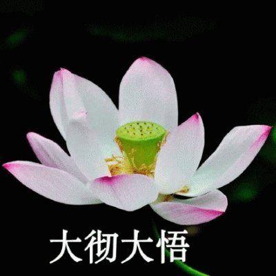 中年人荷花头像莲花