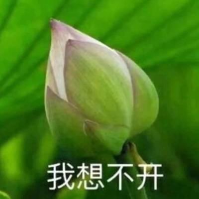 qq头像有字的荷花图片荷花头像图片大全集个性头像图片回车桌面