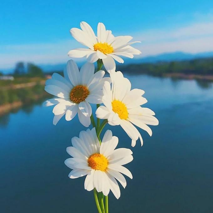 蓝天河流雏菊花好看的微信头像图片扣扣居