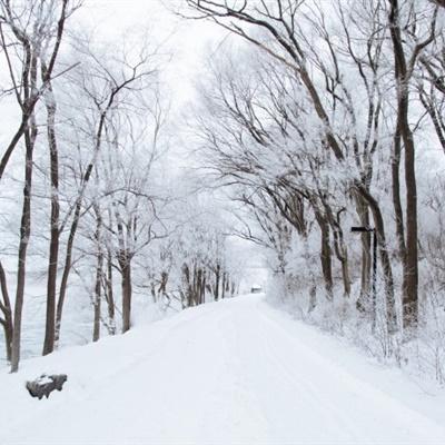 好看唯美森林下雪的美景微信头像图片风景头像美头网