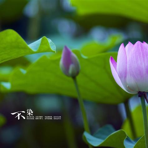 精选自然风光清新淡雅风景头像蓝天白云绿色植物